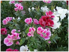 Flower Seeds : Farewell To Spring Flower Seeds For Garden - Kitchen Garden Pack by Creative Farmer