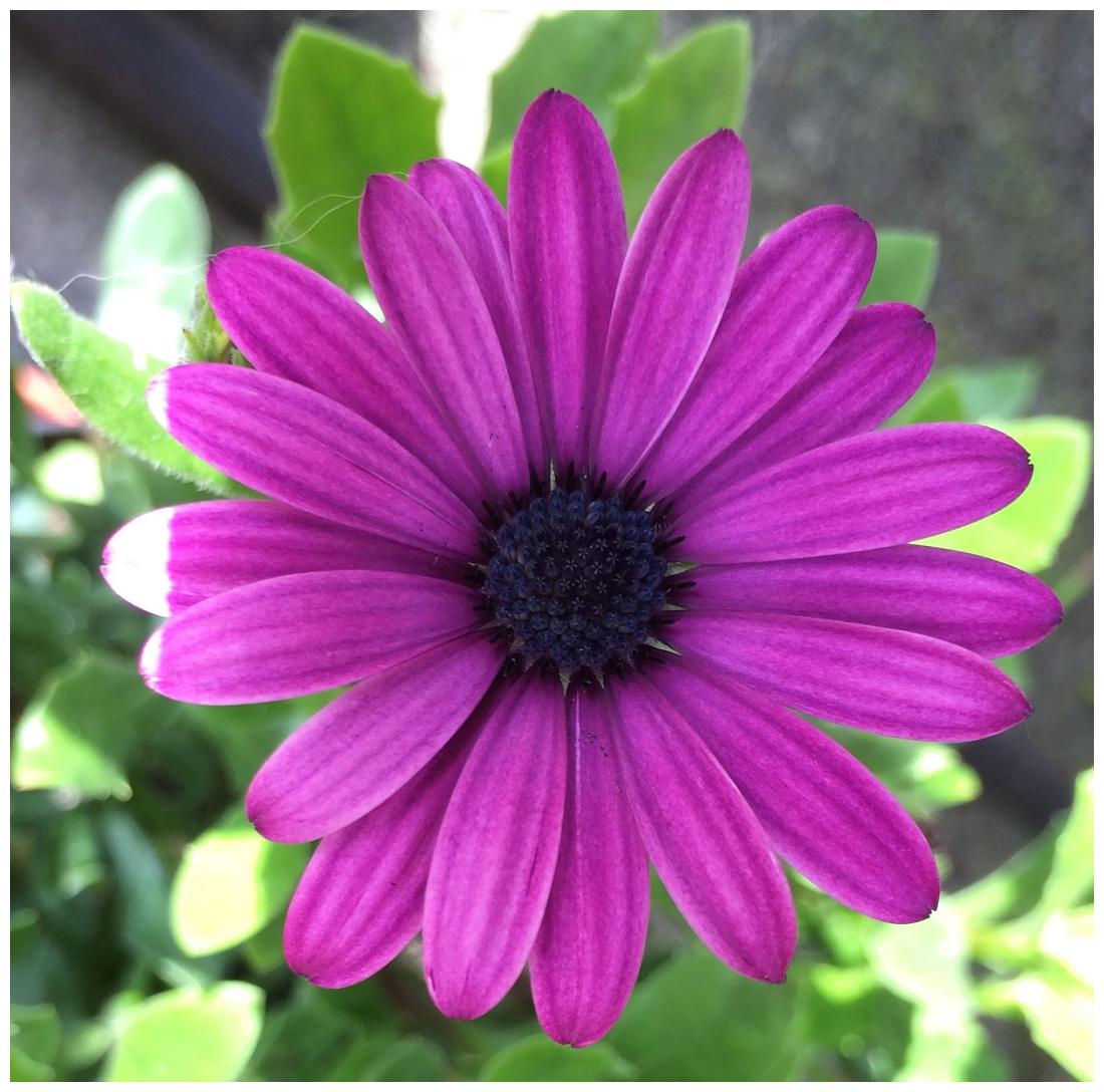 https://assetscdn1.paytm.com/images/catalog/product/H/HO/HOMFLOWER-SEEDSCREA88747458908D/1563035265830_1..jpg