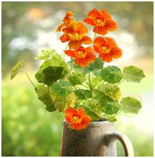 Flower Seeds : Garden Nasturtium Plant Seeds With Instruction Manual Garden [Home Garden Seeds Eco Pack] Plant Seeds By Creative Farmer