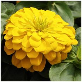 Flower Seeds : Zinnia Elegans Canary Bird Yellow Flower Seed - Garden Flower Seeds Pack by Creative Farmer