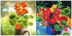 Flower Seeds : Nasturtium Orange Mix Flower Seeds Packets Live Plant Seeds Garden [Home Garden Seeds Eco Pack] Plant Seeds By Creative Farmer