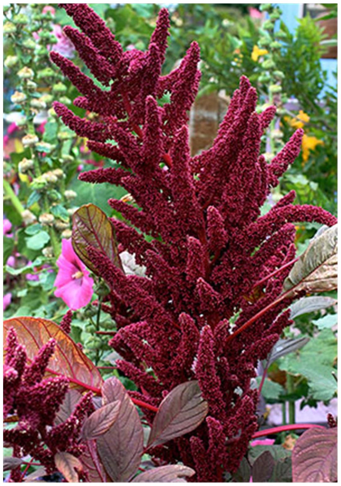 https://assetscdn1.paytm.com/images/catalog/product/H/HO/HOMFLOWER-SEEDSCREA887474A53BE62/1563029038824_0..jpg
