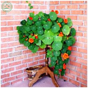 Flower Seeds : Watercress Seeds Home Gardeners Pack Garden [Home Garden Seeds Eco Pack] Plant Seeds By Creative Farmer