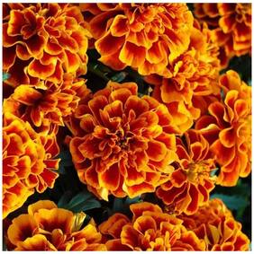 Flower Seeds : French Marigold-Dbl Bicolour Greenary For Home Garden [Home Garden Seeds Eco Pack] Plant Seeds By Creative Farmer
