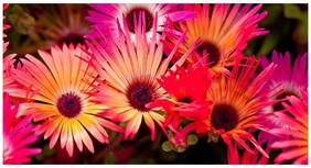 Flower Seeds : Vygies Flower Flower Seeds Hybrid Live Plant Seeds Garden [Home Garden Seeds Eco Pack] Plant Seeds By Creative Farmer