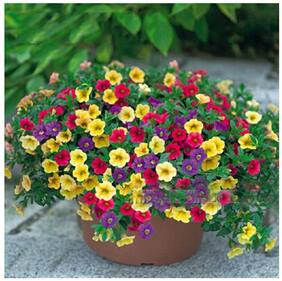 Flower Seeds : Petunia Container Mix Semi Indoor Suitable Garden [Home Garden Seeds Eco Pack] Plant Seeds By Creative Farmer