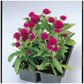 Flower Seeds : Globe Amaranth Dwarf Pot Suitable Garden [Home Garden Seeds Eco Pack] Plant Seeds By Creative Farmer