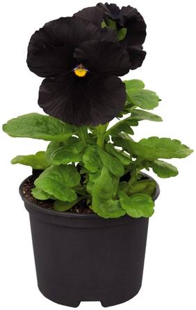 Flower Seeds : Black Colour Panther In Pot Garden Seeds Of Flowers Live Plant Seeds Garden [Home Garden Seeds Eco Pack] Plant Seeds By Creative Farmer
