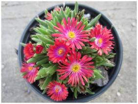Flower Seeds : Succulant Flower Seeds Daisy Garden Farm Garden [Home Garden Seeds Eco Pack] Plant Seeds By Creative Farmer