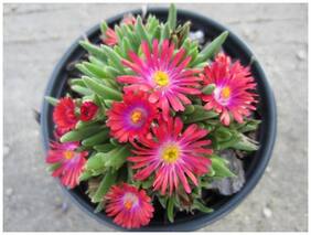 Flower Seeds : Succulant Flower Seeds Daisy Garden Farm Garden [Home Garden Seeds Eco Pack] Plant Seeds By Creative Farmer