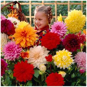 Flower Seeds : Dahlia-Pompon Mixed Flower Seed For Shade For Poly Growbag Garden [Home Garden Seeds Eco Pack] Plant Seeds By Creative Farmer