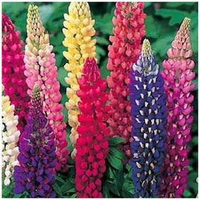 Flower Seeds : Many-Leaved Lupine Flower Seeds Winter Outside Sitting Room Garden [Home Garden Seeds Eco Pack] Plant Seeds By Creative Farmer