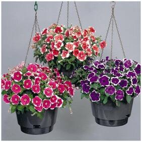 Flower Seeds : Petunia-Rose Of Heavens Pink Seeds Perfect For Terrace/ Balcony/Any Small Space Garden [Home Garden Seeds Eco Pack] Plant Seeds By Creative Farmer