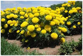 Flower Seeds : Marigold-Dhan Basanti Easily Blooming Flowers Garden [Home Garden Seeds Eco Pack] Plant Seeds By Creative Farmer