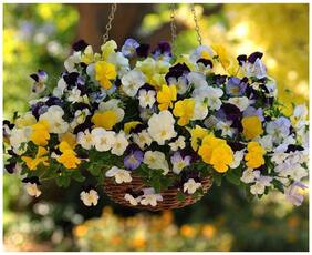 Flower Seeds : Pansy Small Orphan Seed Winter Kitchen Garden Hybrid Seeds Garden [Home Garden Seeds Eco Pack] Plant Seeds By Creative Farmer