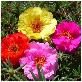 Flower Seeds : Fast-Growing Annual Plant Time Flower Succulents Seeds Flower Seeds For Planting Garden [Home Garden Seeds Eco Pack] Plant Seeds By Creative Farmer