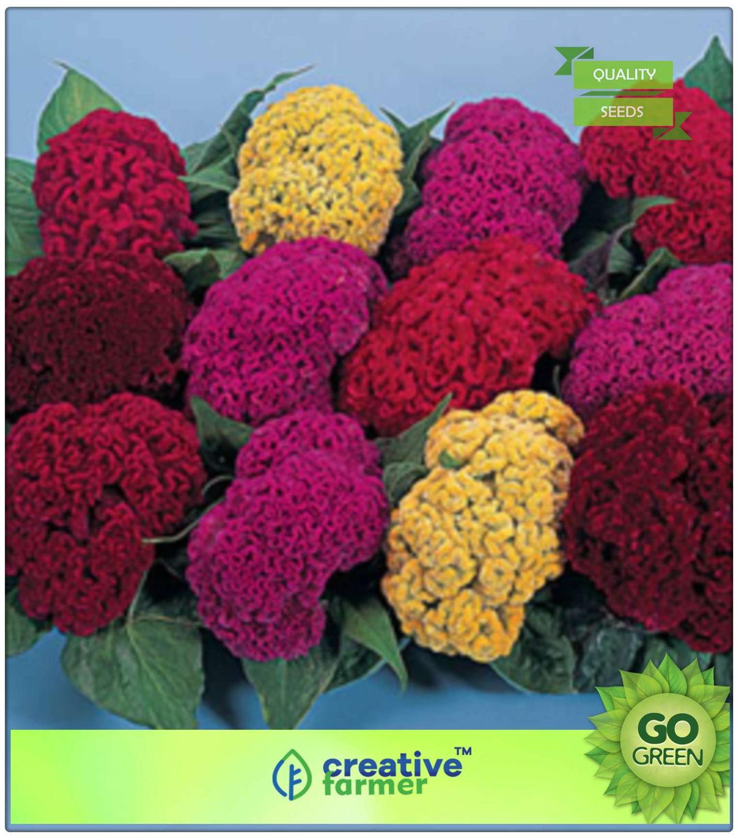 https://assetscdn1.paytm.com/images/catalog/product/H/HO/HOMFLOWER-SEEDSCREA8874752781063/1563112791774_0..jpg