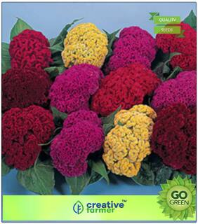 Flower Seeds For Summer Season : Celosia Cockscomb Dwarf Mix (Cristata Nana) Premium Kitchen Garden Plant Seeds
