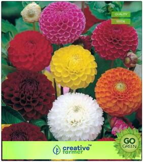 Flower Seeds For All Season India : Dhalia Seeds - Pot Variety Premium Kitchen Garden Plant Seeds