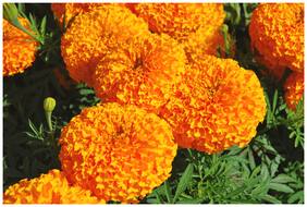 Flower Seeds : African Marigold Hawaii Orange Seeds Of Flower Seeds Of Flower Garden [Home Garden Seeds Eco Pack] Plant Seeds By Creative Farmer