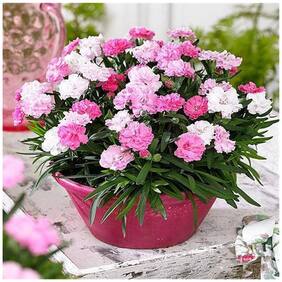 Flower Seeds : Heavenly Air Purifying Garden [Home Garden Seeds Eco Pack] Plant Seeds By Creative Farmer