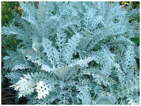 Flower Seeds : Cineraria-Silver Dust Plant Garden Seeds Container Suitable Garden [Home Garden Seeds Eco Pack] Plant Seeds By Creative Farmer