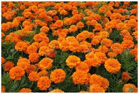 Flower Seeds : Marigold Gulzafri Orange V1 Balcony Garden Seeds For Terrace Garden [Home Garden Seeds Eco Pack] Plant Seeds By Creative Farmer
