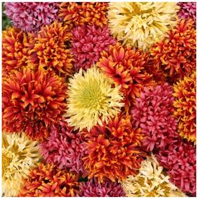 Flower Seeds : Gaillardia Dwarf Dbl Mixed Garden Seeds For Flower Plants Plant Seeds For All Seasons Garden [Home Garden Seeds Eco Pack] Plant Seeds By Creative Farmer