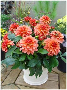 Flower Seeds : Giant Dahlia Seeds Flowered Bright Flower Seeds Hybrid Farm Seeds Garden [Home Garden Seeds Eco Pack] Plant Seeds By Creative Farmer