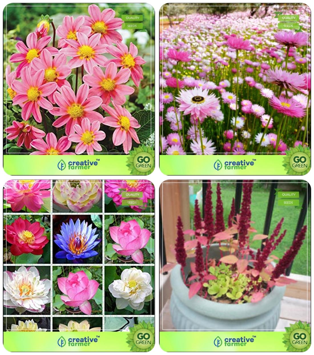 Buy Flower Seeds Flower Seeds For Sale Combo DahliaBambino Online at