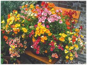 Flower Seeds : Nasturtium Perennial Herbaceous Seeds Winter Kitchen Garden Hybrid Seeds Garden [Home Garden Seeds Eco Pack] Plant Seeds By Creative Farmer
