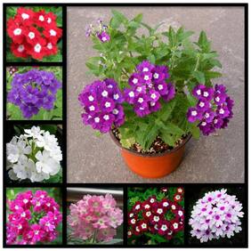 Flower Seeds : Simpler'S Joy Mix Flower Seeds Packets Plants Seeds For Flower Beds Garden [Home Garden Seeds Eco Pack] Plant Seeds By Creative Farmer