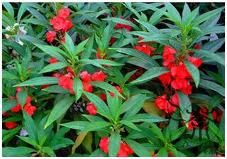 Flower Seeds : Gul-Mehndi Flower Seeds Winter Garden Seeds Online Garden [Home Garden Seeds Eco Pack] Plant Seeds By Creative Farmer