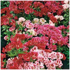 Flower Seeds : Satin Flower Seeds For Terrace Garden Live Plant Seeds Garden [Home Garden Seeds Eco Pack] Plant Seeds By Creative Farmer