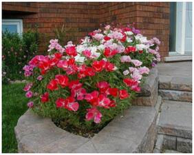 Flower Seeds : Godetia- Azalea Double Flowered Mix Seeds For Small Pot Seeds Online Garden [Home Garden Seeds Eco Pack] Plant Seeds By Creative Farmer