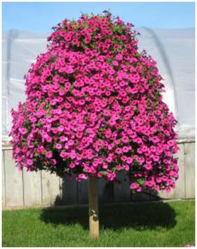 Flower Seeds : Petunia Axillaris Seeds For Home Garden Garden [Home Garden Seeds Eco Pack] Plant Seeds By Creative Farmer