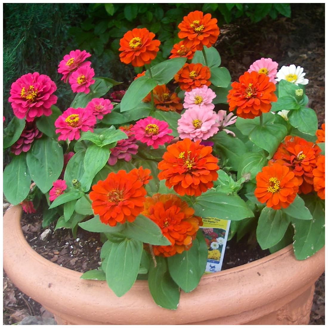 https://assetscdn1.paytm.com/images/catalog/product/H/HO/HOMFLOWER-SEEDSCREA887475A872938/1563111229925_1..jpg