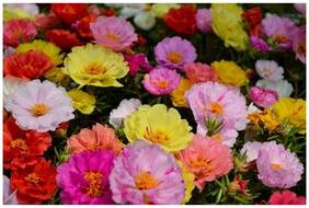 Flower Seeds : Time Flower Succulents Seeds Flower Seeds For Autumn Sowing Garden [Home Garden Seeds Eco Pack] Plant Seeds By Creative Farmer