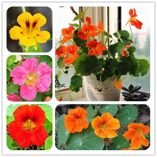 Flower Seeds : Climbing Vine Nasturtiums Roof Garden Garden [Home Garden Seeds Eco Pack] Plant Seeds By Creative Farmer