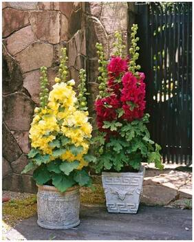 Flower Seeds : Double Hollyhock Pot Variety Flower Seeds Hanging Type Seeds Garden [Home Garden Seeds Eco Pack] Plant Seeds By Creative Farmer