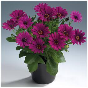 Flower Seeds : Daisybushes Hybird Container Garden Garden [Home Garden Seeds Eco Pack] Plant Seeds By Creative Farmer