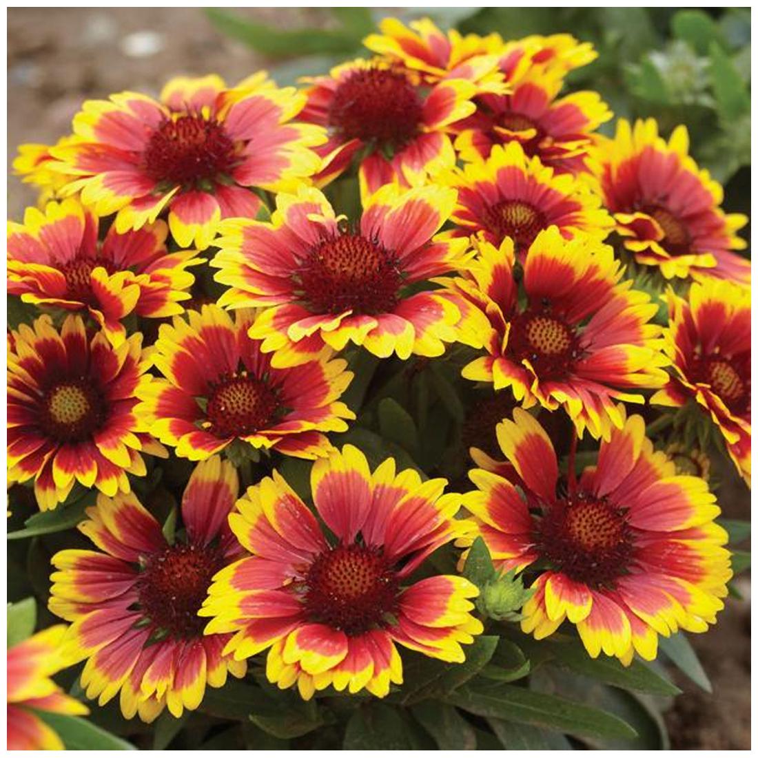 https://assetscdn1.paytm.com/images/catalog/product/H/HO/HOMFLOWER-SEEDSCREA887475E07A65C/1563111462142_1..jpg