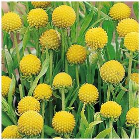 Flower Seeds : Craspedia Globosa Drumstick Seeds Flower Seeds Of Winter Garden [Home Garden Seeds Eco Pack] Plant Seeds By Creative Farmer