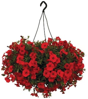 Flower Seeds : Scarlet Red Petunia Seeds Plants Seeds For Mini Pots Garden [Home Garden Seeds Eco Pack] Plant Seeds By Creative Farmer