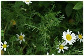 Flower Seeds : Metrecaria-Gold Star Best For Pots Flower Seeds For Rainy Season Flower Seeds For All Season Garden [Home Garden Seeds Eco Pack] Plant Seeds By Creative Farmer
