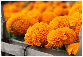 Flower Seeds : African Marigold Flower Seeds Orange Colour Exotic Seeds Suitable For Indian Climate Garden [Home Garden Seeds Eco Pack] Plant Seeds By Creative Farmer