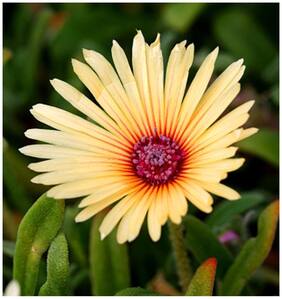 Flower Seeds : Burf-Yellow Hybrid Succulent High Quality Seeds Garden [Home Garden Seeds Eco Pack] Plant Seeds By Creative Farmer
