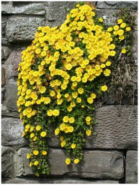 Flower Seeds : Livingston Daisy Yellow Hanging Seeds For Monsoon Garden Outdoor Farm Garden [Home Garden Seeds Eco Pack] Plant Seeds By Creative Farmer