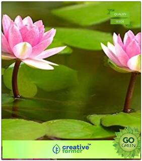 Flower Seeds For All Season : Indian Lotus Pink Flower - Nelumbo Nucifera - Kamal