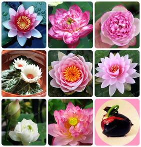 Flower Seeds : Lotus Seeds For Pots 15 Seeds- Plants Seeds For Mini Pots Garden [Home Garden Seeds Eco Pack] Plant Seeds By Creative Farmer